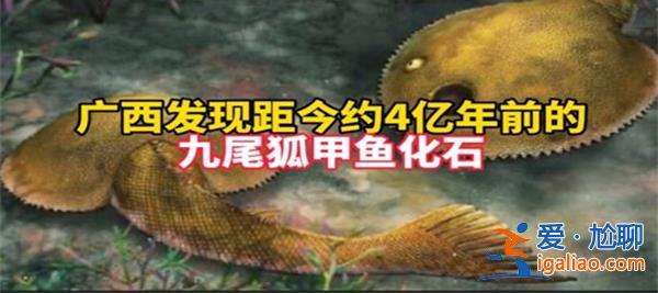 廣西地區(qū)發(fā)現(xiàn)九尾狐甲魚化石[甲魚化石]？