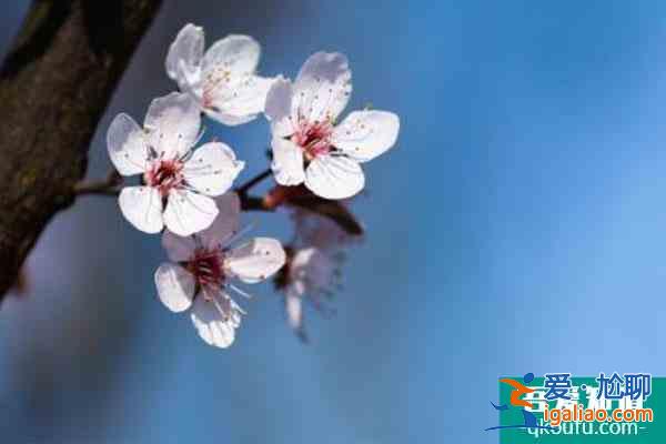 2022貴陽看櫻花好去處 門票價格及交通？