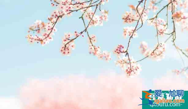 蘇州哪里有櫻花 2022蘇州櫻花觀賞門票及地址介紹？