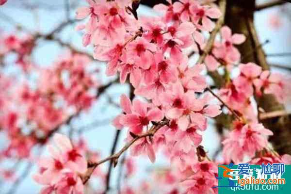 2022貴陽看櫻花好去處 門票價格及交通？