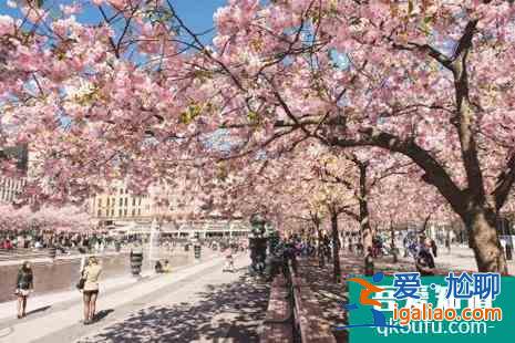 2022丹麥櫻花觀賞攻略？