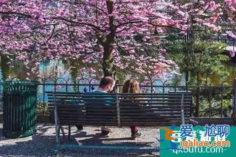 2022丹麥櫻花觀賞攻略？