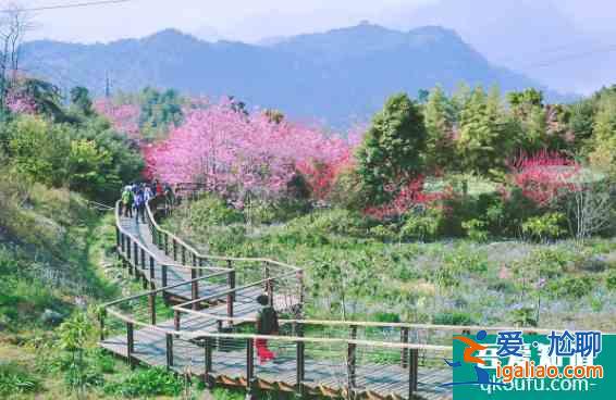 阿里山的櫻花什么時候開 2022臺灣阿里山櫻花路線推薦及注意事項？