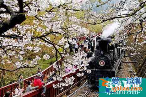 阿里山的櫻花什么時候開 2022臺灣阿里山櫻花路線推薦及注意事項？
