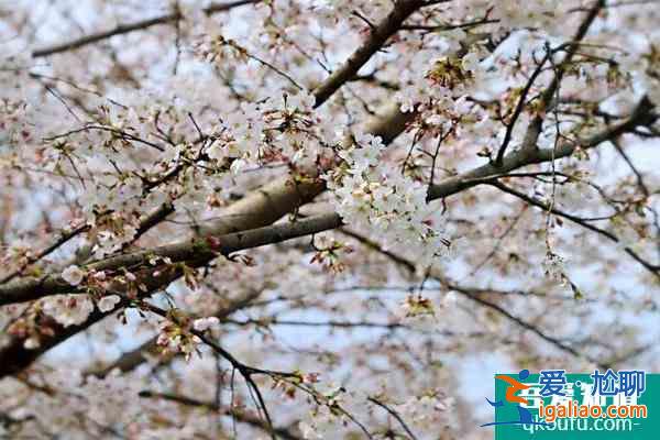 2022杭州櫻花園櫻花開了嗎 附交通指南？