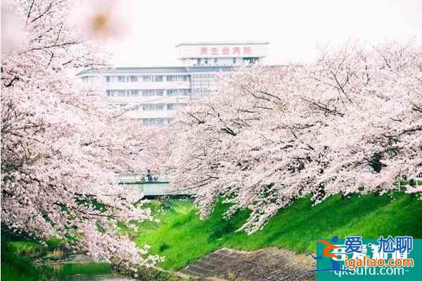關(guān)西櫻花觀賞地點(diǎn)推薦？