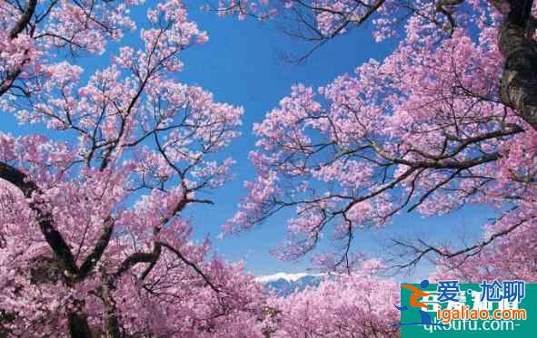 阿里山的櫻花什么時候開 2022臺灣阿里山櫻花路線推薦及注意事項？