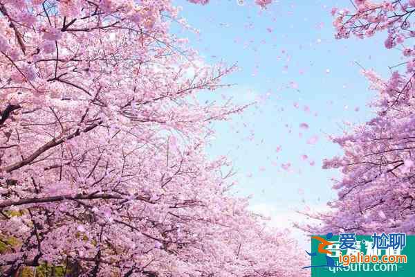 2022北海道櫻花季觀賞地點(diǎn)推薦 北海道有哪些旅游景點(diǎn)？