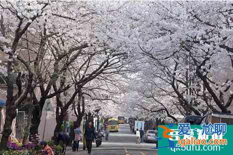 2022韓國櫻花開放時(shí)間 觀賞地點(diǎn)推薦？