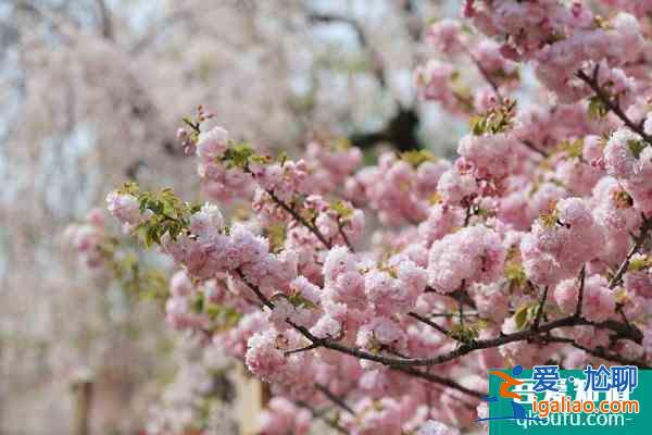 2022北海道櫻花季觀賞地點(diǎn)推薦 北海道有哪些旅游景點(diǎn)？