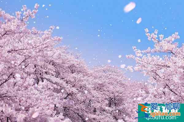 2022北海道櫻花季觀賞地點(diǎn)推薦 北海道有哪些旅游景點(diǎn)？