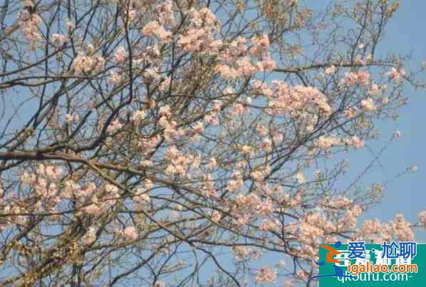 2022瀏陽大圍山櫻花什么時候開放 最佳觀賞時間？