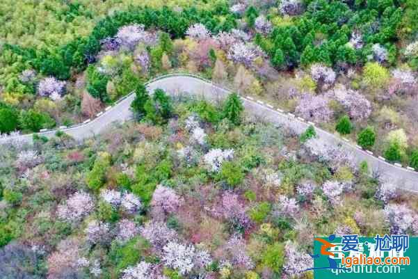 2022瀏陽大圍山櫻花什么時候開放 最佳觀賞時間？