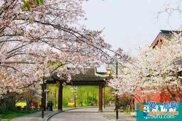 2022上海賞櫻地圖 附櫻花位置？