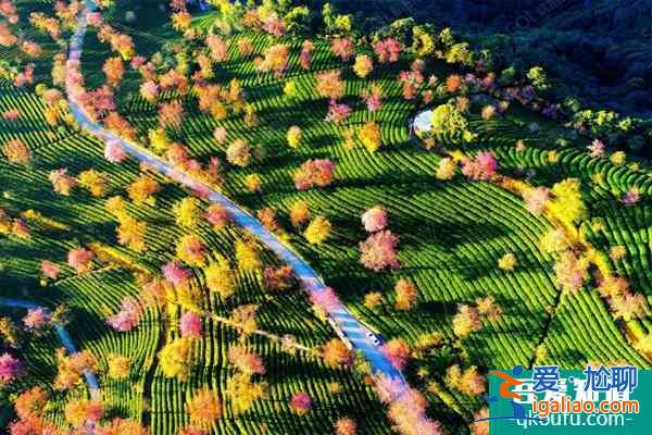 2022無量山櫻花谷最佳游玩時間 無量山櫻花谷櫻花什么時候開？