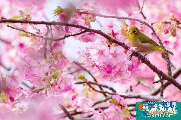 長沙賞櫻花的地方有哪些 長沙觀賞櫻花好去處2022？