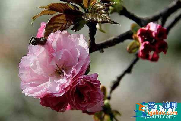 長沙賞櫻花的地方有哪些 長沙觀賞櫻花好去處2022？