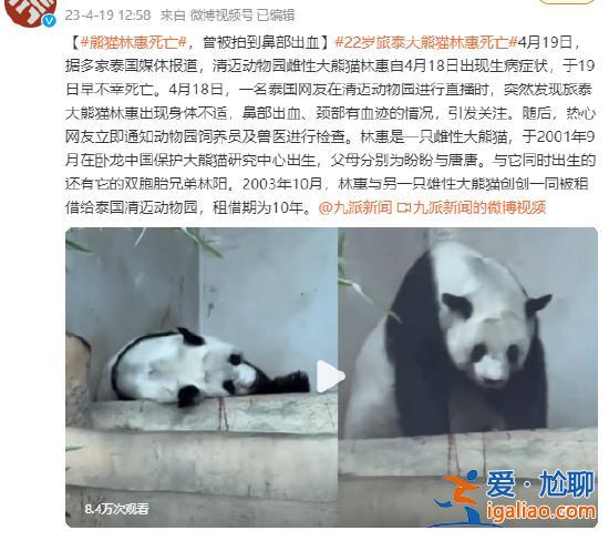 旅泰大熊貓林惠死亡  曾被拍到鼻部出血？