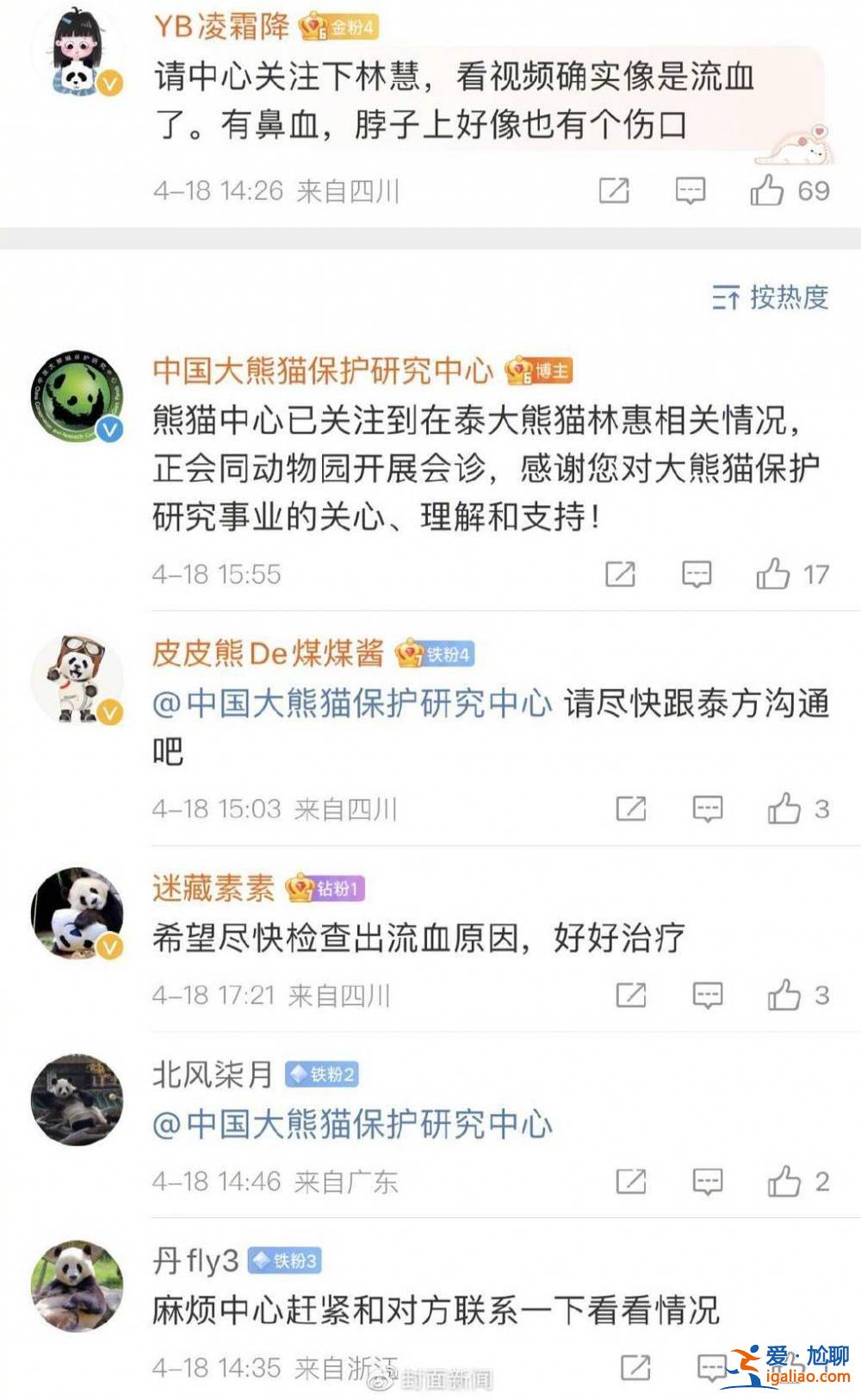 旅泰大熊貓林惠死亡  曾被拍到鼻部出血？