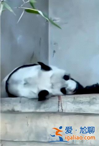 旅泰大熊貓林惠死亡  曾被拍到鼻部出血？