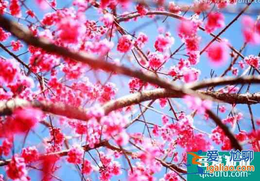 寧波櫻花什么時候開 寧波哪里可以看櫻花？