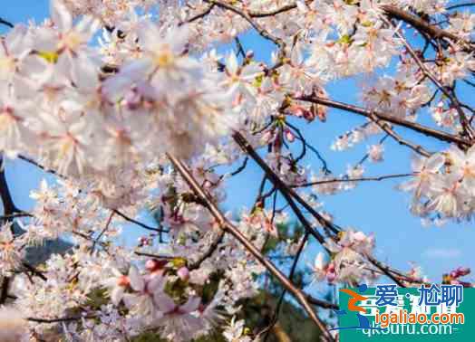 寧波櫻花什么時候開 寧波哪里可以看櫻花？