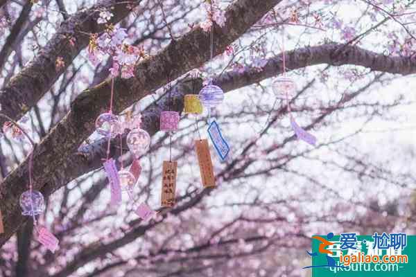 重慶櫻花觀賞地2022 重慶賞櫻花最全攻略？