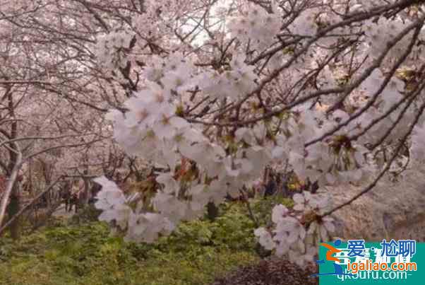 2022徐州彭祖園櫻花什么時候開? 2022徐州彭祖園櫻花什么時候開?