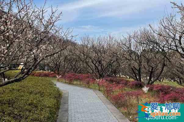 2022杭州超山風景區門票多少錢 門票價格調整？