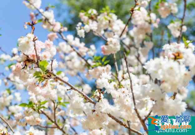 深圳櫻花在哪里看2022 盛花期什么時候？