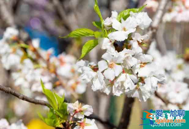 深圳櫻花在哪里看2022 盛花期什么時候？
