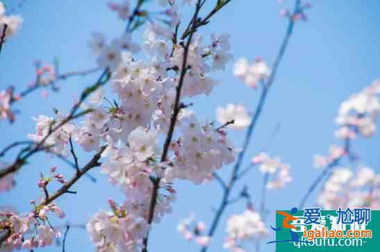 上海賞櫻花哪里最好的地方2022 上海賞櫻景點開放時間及預約指南？