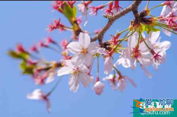 上海賞櫻花哪里最好的地方2022 上海賞櫻景點開放時間及預約指南？