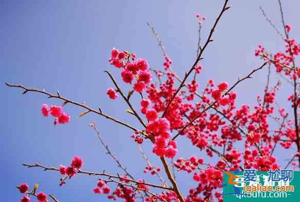 永福櫻花園需要門票嗎 永福2022年櫻花門票及花期介紹? 永福櫻花園需要門票嗎 永福2022年櫻花門票及花期介紹?