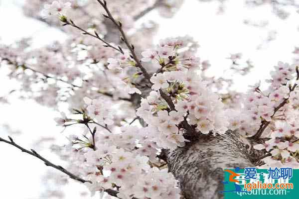 上海櫻花哪里最好看 上海賞櫻花的地方2022？