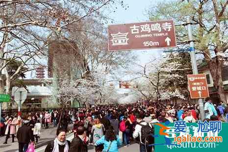 南京雞鳴寺櫻花開了嗎2022？