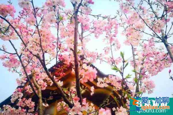 2022浙江賞櫻花好去處 浙江櫻花哪里好看？