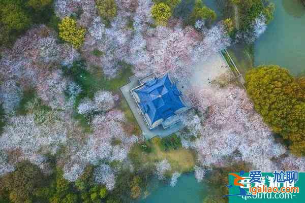 2022無錫黿頭渚櫻花什么時(shí)候開？