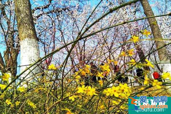 天津桃花堤賞花時(shí)間2022 附天津賞花時(shí)間表？