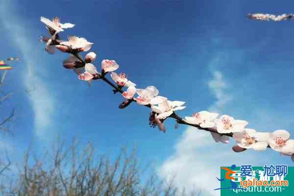 天津桃花堤賞花時(shí)間2022 附天津賞花時(shí)間表？
