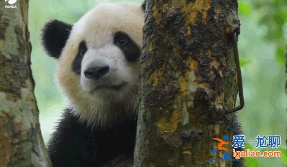 不存在故意不收回? 不存在故意不收回?