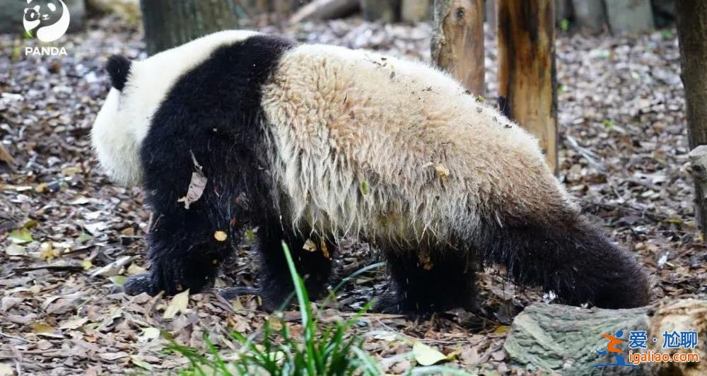 不存在故意不收回? 不存在故意不收回?