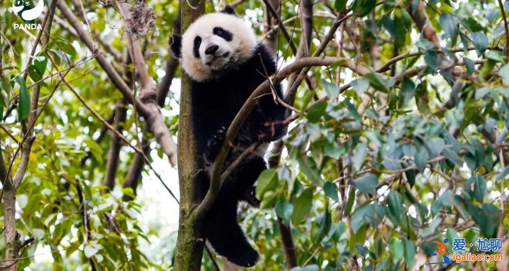 不存在故意不收回? 不存在故意不收回?