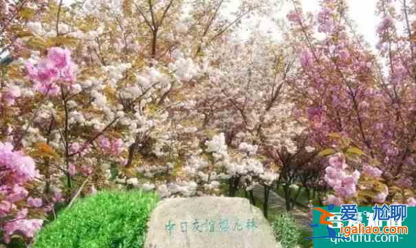 蘇州櫻花什么時候開 2022蘇州櫻花花期、地址及門票介紹？