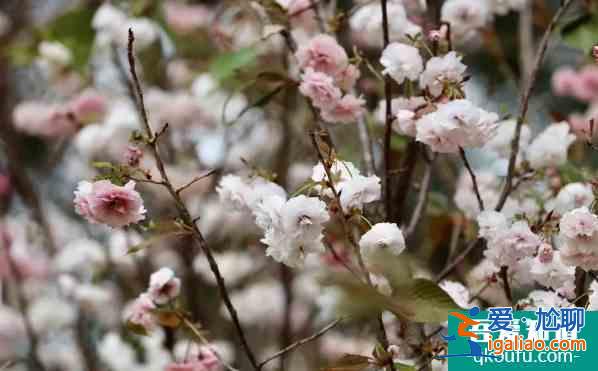 深圳哪里可以看櫻花 2022深圳賞櫻地點(diǎn)推薦？