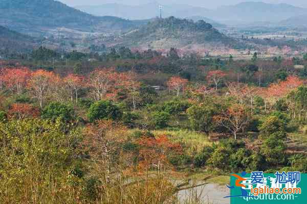 2022昌江木棉花最佳觀賞地點 昌江木棉花旅游攻略？