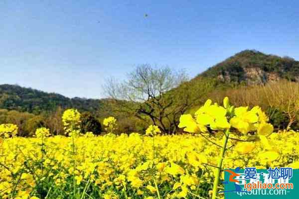 2022杭州油菜花什么時候開花？