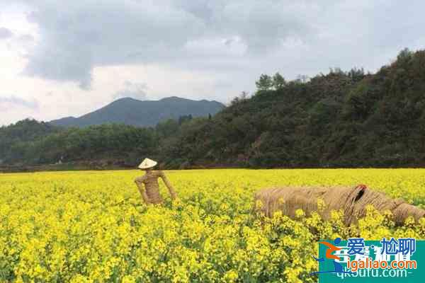 2022杭州油菜花什么時候開花？