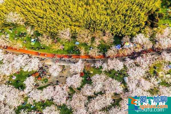 2022無錫金匱公園櫻花什么時候開 附交通攻略？