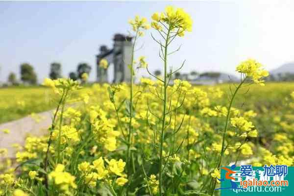 2022福州花海公園油菜花什么時候開？